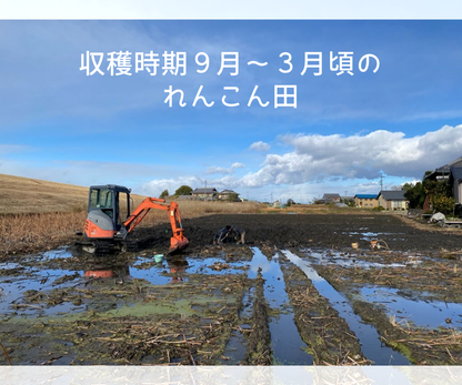 【家庭用】れんこんM（約４kg）