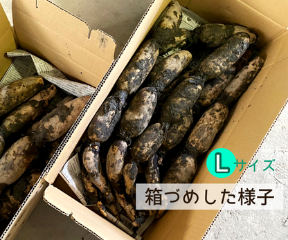 【家庭用】れんこんＬ（約４kg）