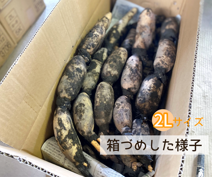 【家庭用】れんこん２Ｌ（約４kg）