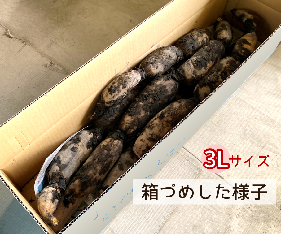 【特選】れんこん３Ｌ(4kg)
