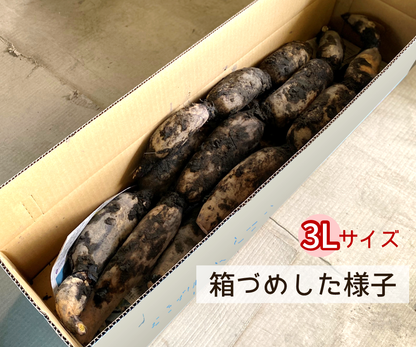 【特選】れんこん３Ｌ(4kg)
