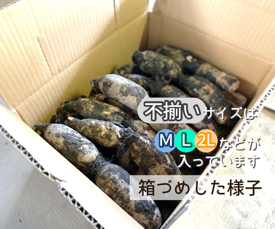 【お得】れんこん不揃いパック（約４kg）