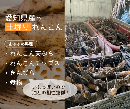 【家庭用】れんこんM（約４kg）
