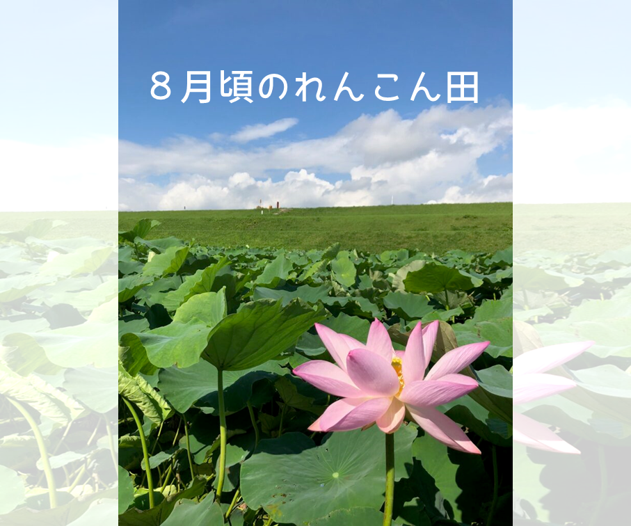 【家庭用】れんこんM（約４kg）