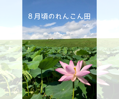 【家庭用】れんこんM（約４kg）