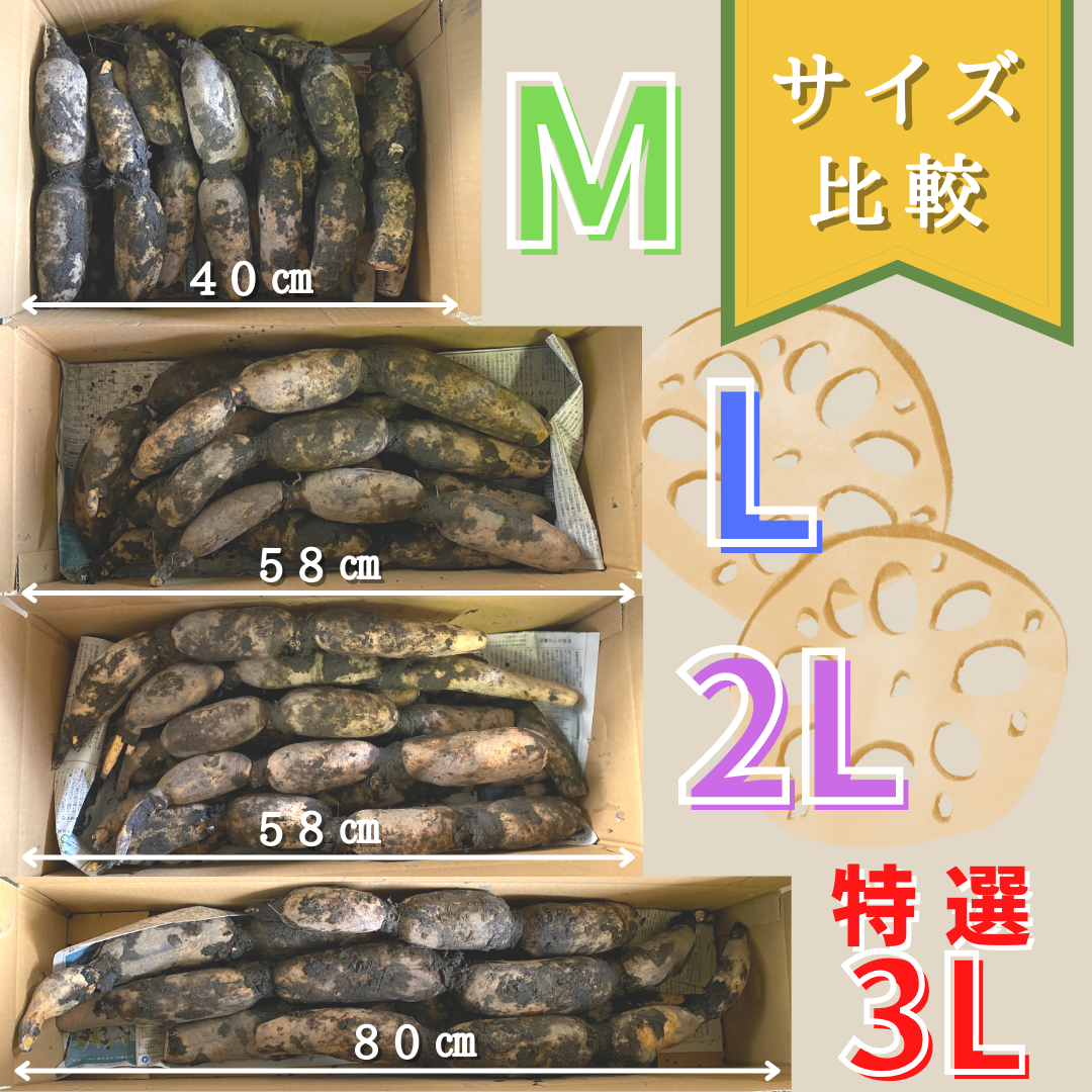 【家庭用】れんこんM（約４kg）